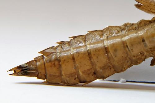 Aeshna grandis